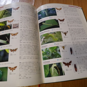 専門書 昆虫図鑑 日本産幼虫図鑑 学研の画像7