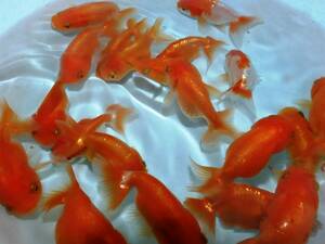 # golgfish 10 pcs approximately 6cm#R10R-10