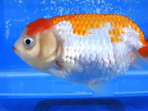 # golgfish approximately 10cm#R15G