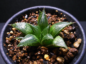 【原種】ハオルチア パラドクサ DMC09247 ( IB12259 ) / 多肉植物 Haworthia paradoxa DMC09247 ( IB12259 ) Vermaaklikheid