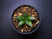 【原種】ハオルチア パラドクサ DMC09247 ( IB12259 ) / 多肉植物 Haworthia paradoxa DMC09247 ( IB12259 ) Vermaaklikheid_画像4