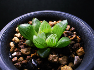 【多肉植物】ハオルチア オブツーサ錦 青蛇伝 ( 白蛇伝の芽変わり筋斑 ) 青個体 / Haworthia obtusa hyb. variegata ’ Seijyaden ’