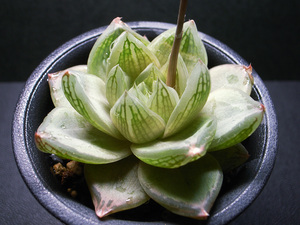 【原種】ハオルチア カーナ DMC08497 / 多肉植物 Haworthia cana DMC08497 Kowie River Riserve, N of Port Alfred