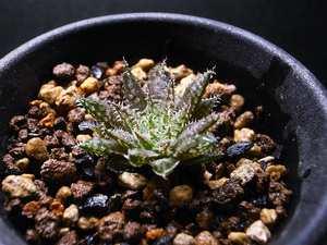 【原種】ハオルチア マライシー 変種 ノタビリス JDV87/197 / 多肉植物 Haworthia maraisii var. notabilis JDV87/197 Wolfkloof