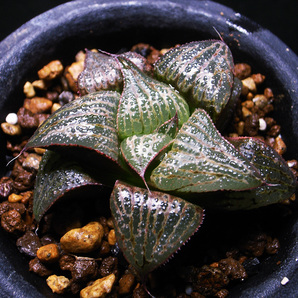 【原種】ハオルチア スプレンデンス VA4705 / 多肉植物 Haworthia splendens VA4705 Albertiniaの画像1