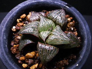 【原種】ハオルチア スプレンデンス VA4705 / 多肉植物 Haworthia splendens VA4705 Albertinia
