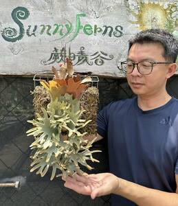 P. willinckii 'O.M.G' sporeling from Sunny Ferns large size staghorn fern anonymity delivery 