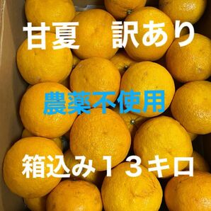 甘夏　訳あり　無農薬　箱込み１３キロ