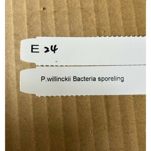 E24， P.Willinckii Bacteria sporeling 大きめの画像6