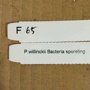 F65，P.Willinckii Bacteria sporeling の画像4