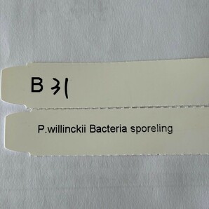 BB31，P.Willinckii Bacteria sporeling の画像4