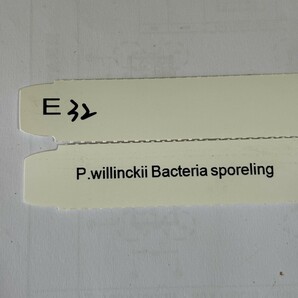 E32，P.Willinckii Bacteria sporeling の画像6