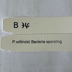 B34，P.Willinckii Bacteria sporeling の画像5