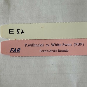 E52、P. Willinckii cv.White Swan OC pup 子株 株分け の画像3