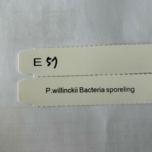 E57，P.Willinckii Bacteria sporeling の画像7