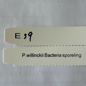 E59，P.Willinckii Bacteria sporeling の画像6