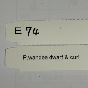 E74， P. Wandee dwarf & curl ワンダエ ドワーフ カールの画像4