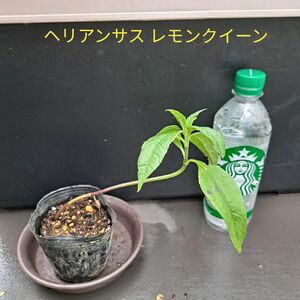 花苗 ヘリアンサス レモンクイーン 1本