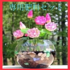 【ティーカップフラワーセット】種５粒＋肥料　ビオトープ　水生植物　観葉植物　花　種子　ハンドメイド　八重咲き