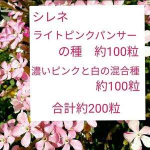 シレネ　ライトピンクパンサーの種約100粒ピンクパンサーの濃いピンクと白の混合種約100粒　合計約200粒