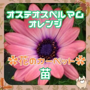 ◆蕾付(G11)オステオスペルマム苗オレンジ◆花のカーペット