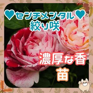 ◇センチメンタル約10cm (W41)バラ苗 ◆強香濃厚な香◆大輪房咲 紅白絞り咲