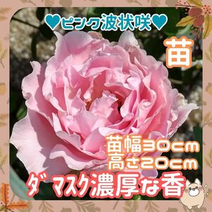 F【訳あり】強香 苗幅30cm高さ20cm(G24)薔薇波状咲ピンク