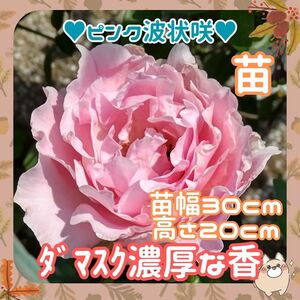 【訳あり】強香 苗幅30cm高さ20cm(G24)薔薇波状咲ピンク