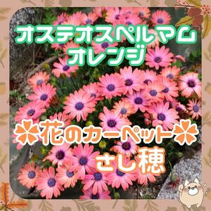 冬でも挿し穂OK◆色変わり黄色～オレンジx3本挿し穂◆花のカーペット◆オステオスペルマム