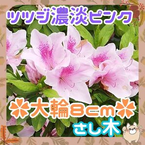 F◆つつじ大輪濃淡ピンク◆初心者向き◆さし木約10cmｘ5本