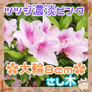 ◆つつじ◆さし木5本大輪濃淡ピンク◆初心者向き