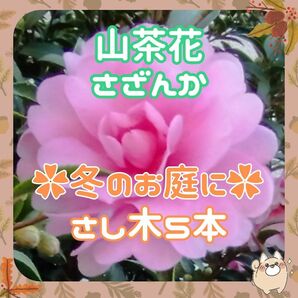 F◆山茶花挿し木約10cmx5本①（サザンカ）濃いピンク★花10-4月