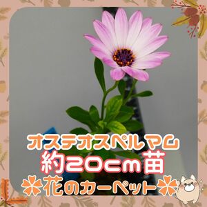 F◆4/26花蕾多数◇約10cm苗◆(B10)オステオスペルマム苗ピンクフレア