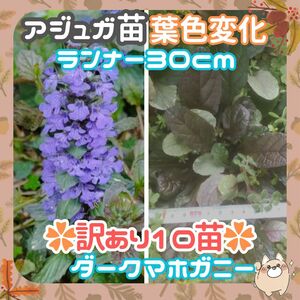 ◆【訳あり10苗】苗幅50cm程(Y23)◆ランナー30cm以上◆根付4苗①アジュガ苗ダーク