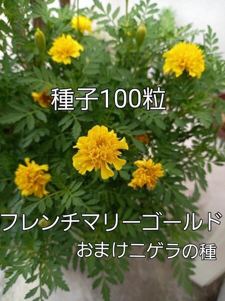 フレンチマリーゴールド種子100粒 無農薬栽培株から採種