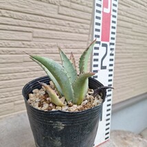 アガベ　パリー　コウエシー　吉祥天　抜き苗 Agave 多肉植物　子株付き　12cmロングポットサイズ_画像4