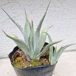 アガベ　パリー　コウエシー　抜き苗　18cmポットサイズ Agave 多肉植物