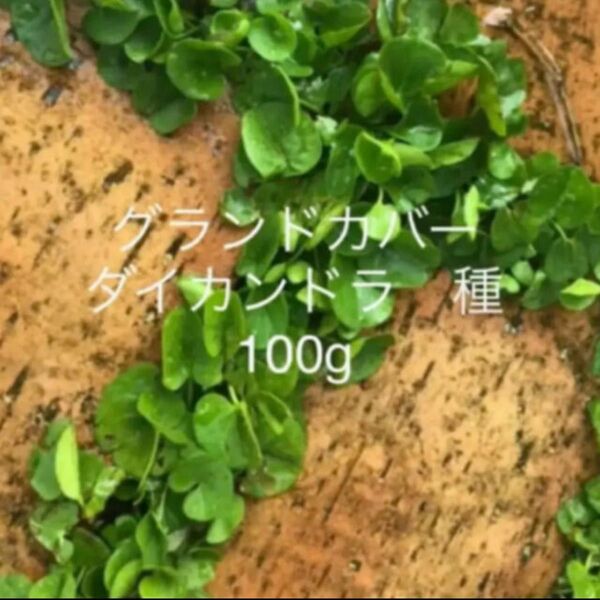 ダイカンドラ　ディコンドラ　種子　100g らくらくコーティング種子　苗　除草剤