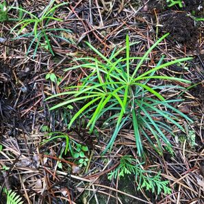 高野槙　苗　3本