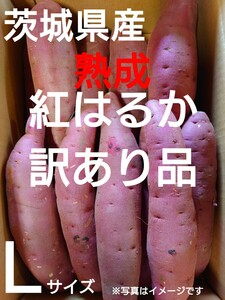 茨城県産熟成さつまいも人気品種《紅はるか》訳あり品Lサイズ（10kg）送料無料