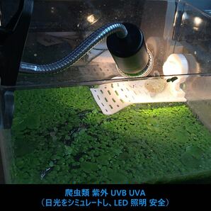 両生類用ライト 爬虫類ライト25W+50Wアナログ太陽 CHAUYI 熱帯・亜熱帯 UVA+UVBライト バスキングライト2つランプ付きの画像2