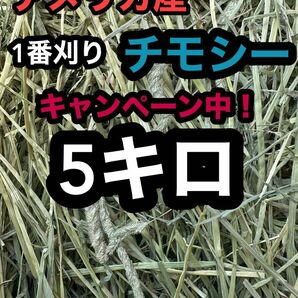 チモシー　5キロ　ウサギ モルモット　デグー チンチラ １番刈