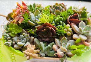 多肉植物 カット苗寄せ植えやコレクションに^_^ヤフネココンパクト発送です。お得です。レア