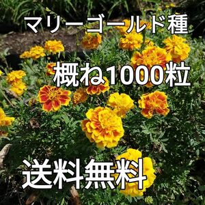 マリーゴールド種　約1000個　アメリカン　アフリカン黄色オレンジ混合　送料無料　匿名配送　コンパニオンプランツ　虫除け