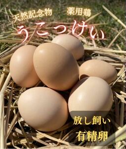 [ postage extra ] many production series ..... have . egg .. possible original series top class egg high class charge . purveyor 6 piece (5+1 crack guarantee ) Tokyo .. chicken uko Kei profit limited time . festival 