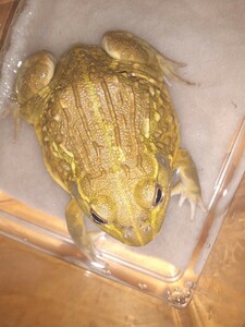 アフリカウシガエル 体長7cm カエル
