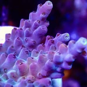 RYブリード個体【ultra grade acropora Elkhorn】オーストラリア産サンゴの画像3