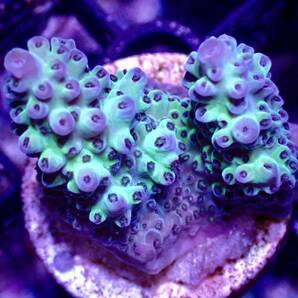 激レア個体【IF ultra grade acropora blueberry Nasuta】オーストラリア産サンゴの画像2