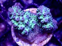 激レア個体【IF ultra grade acropora blueberry Nasuta】オーストラリア産サンゴ_画像2