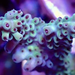 激レア個体【ultra grade acropora polyp red】オーストラリア産サンゴの画像3